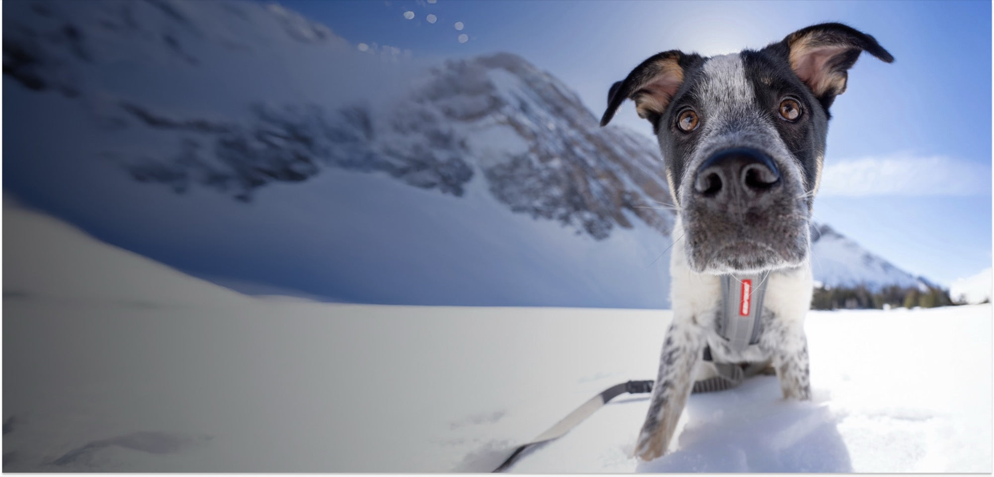 A dog is in the snow.