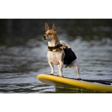Small Dog Life Jacket – Secure Swim Vest for Tiny Dogs