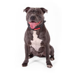 Dog wearing a collar with a visible brand logo on a white background
