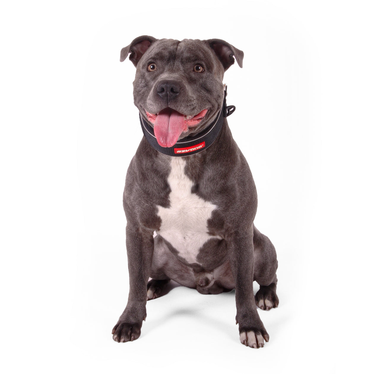 Dog wearing a collar with a visible brand logo on a white background