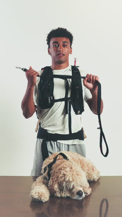 Zero shock leash demo