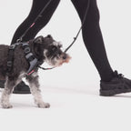 Small dog wearing a harness and leash walking beside a person