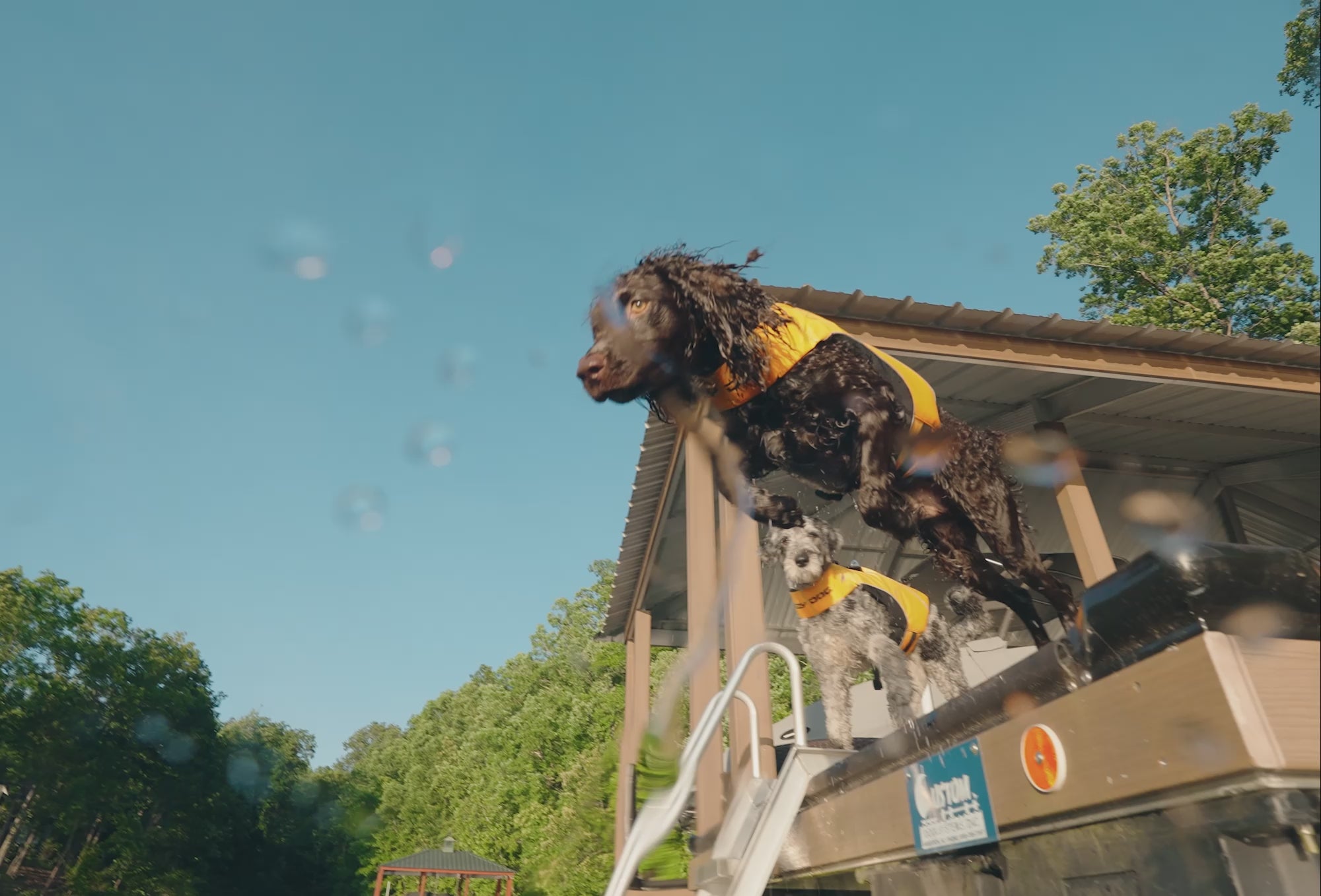 Dog wearing a yellow life jacket diving into and swimming in the river.