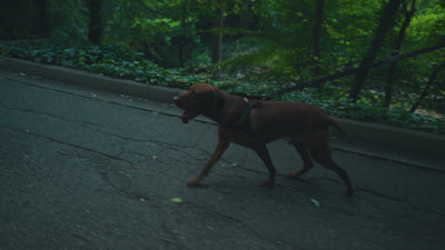 Outdoor walk with two dogs using shock-absorbing leashes