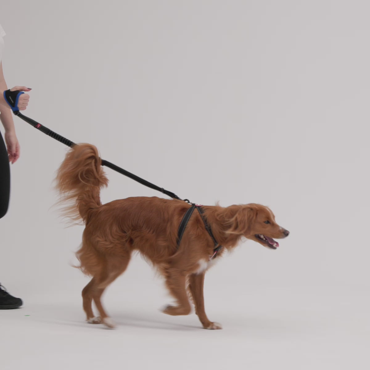 Handy™ Leash