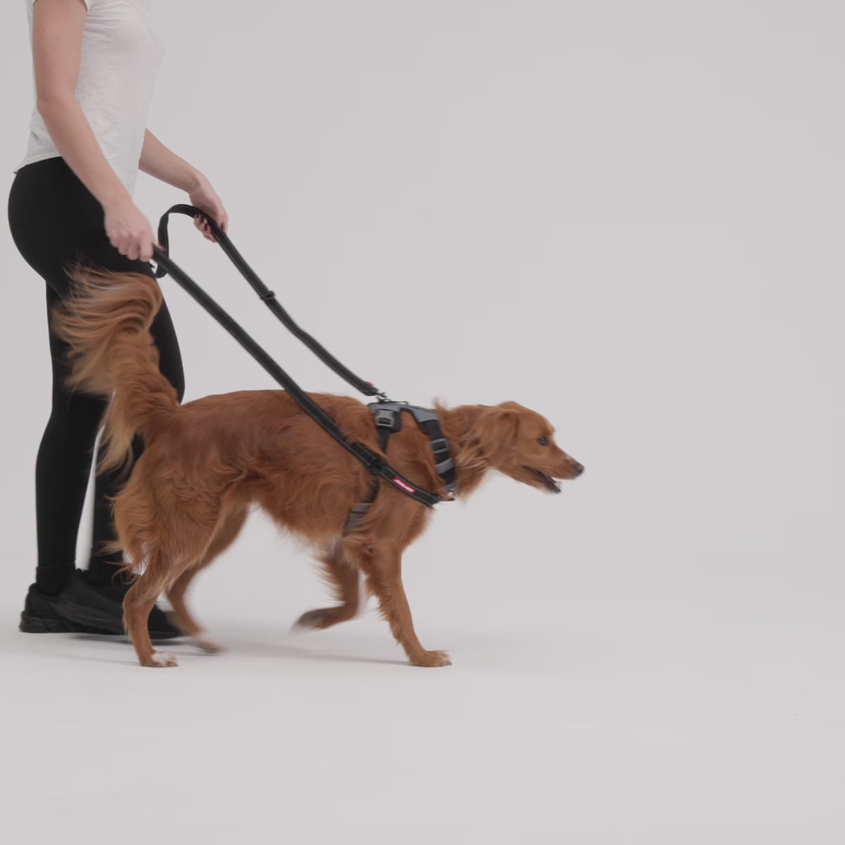A dog walking with harness and leash and a person is holding the leash