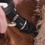 Oxford Leather - Classic Leash