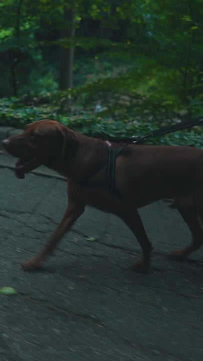 Dog and owner walking with a shock-absorbing leash in the forest