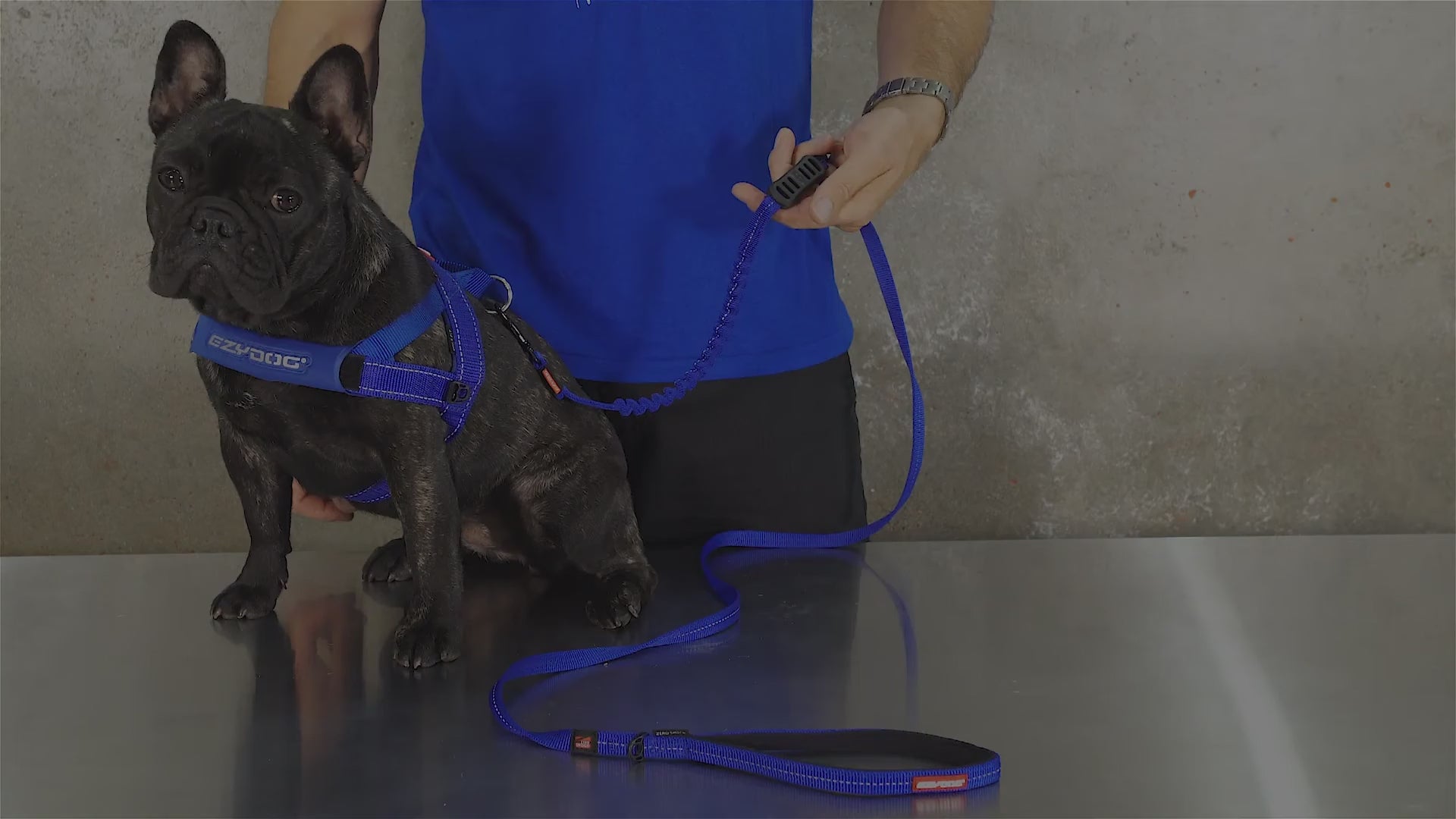 How to use EzyDog Zero Shock LITE Dog Leash