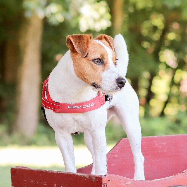 Dog wearing Ezydog Quick Fit Dog Harness in red color.