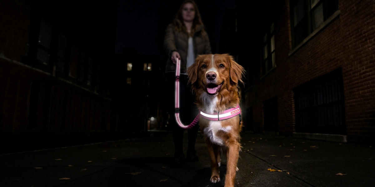 Dog in a reflective EzyDog harness and leash glowing on a night walk down a city street