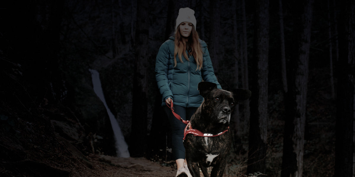 Dog wearing a reflective Quick Fit harness on a dark forest trail walk