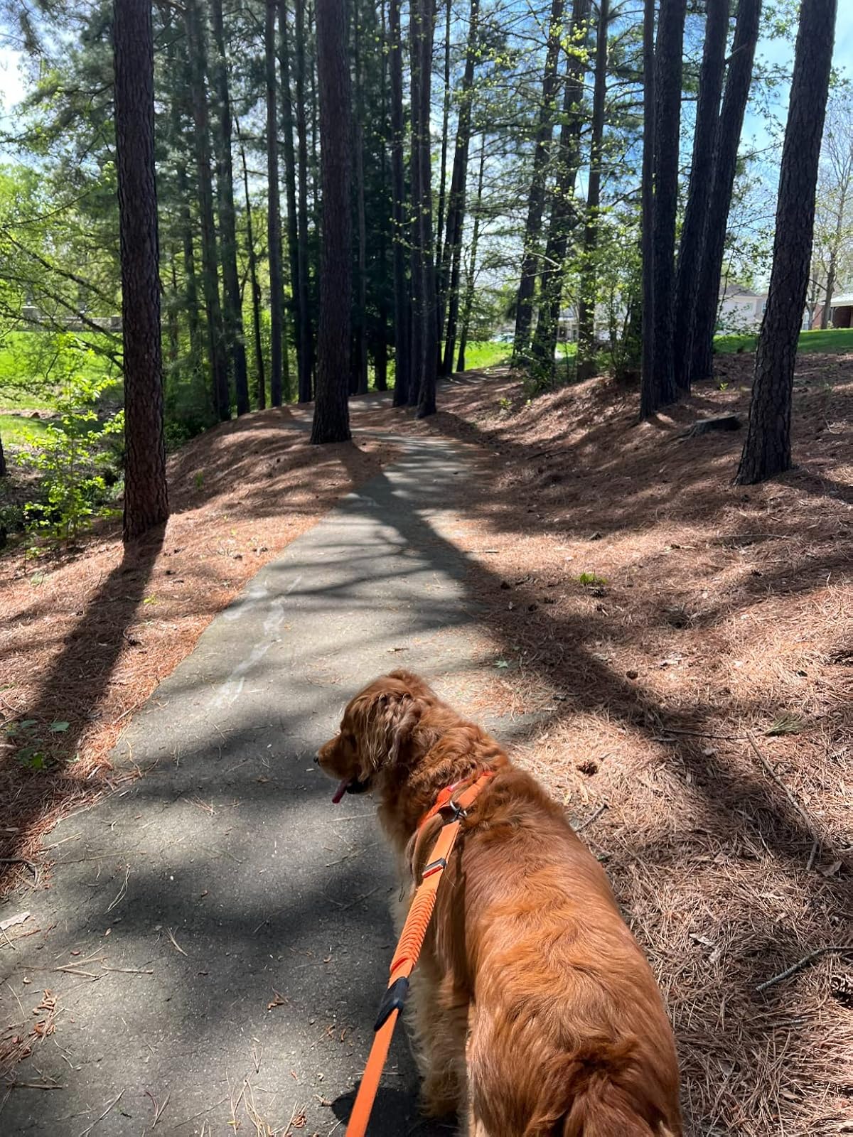 Dog on a leash walking on a path through a forest