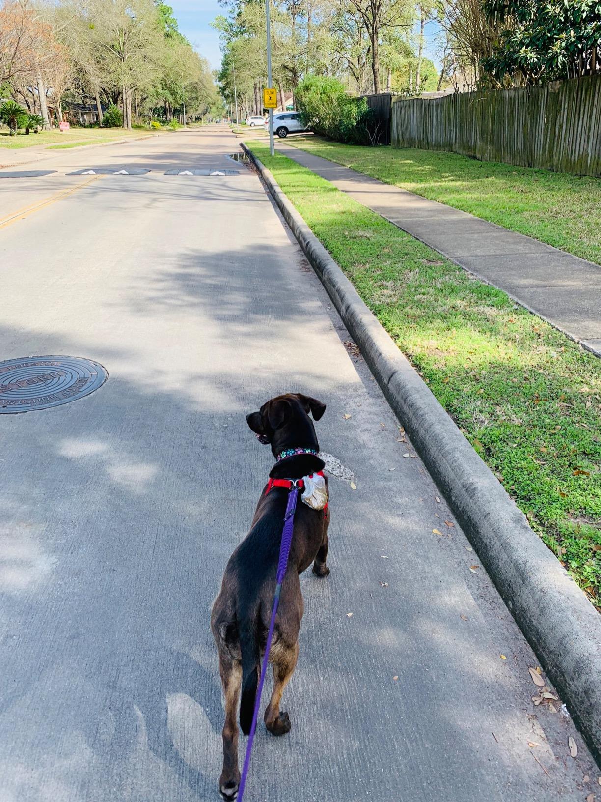 Dog on a leash walking on a street with grass and trees in the background