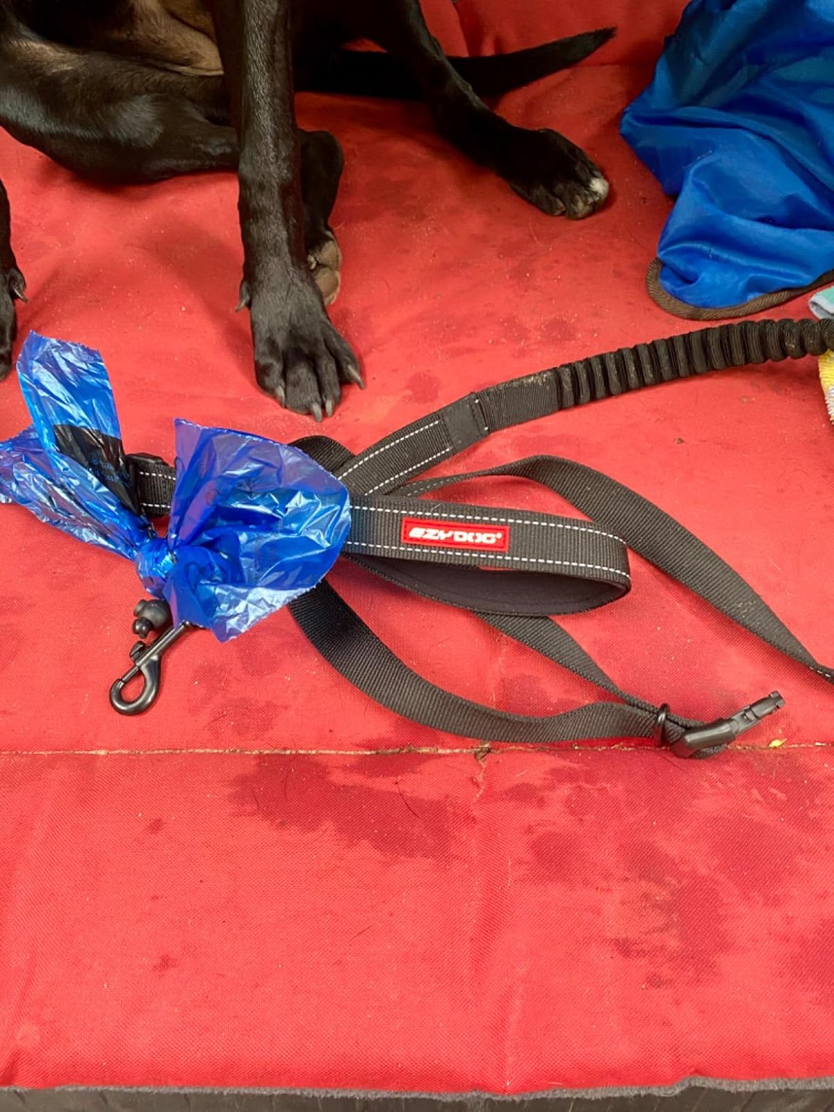 Dog leash with blue plastic cover on a red surface