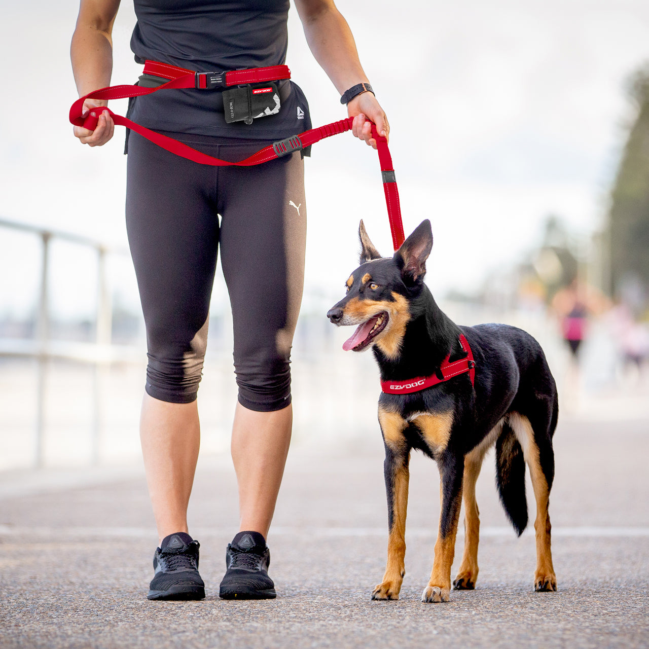 Person walking a dog on a leash with a blurred background
