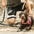 Person kneeling next to a dog on a wooden path, both wearing harnesses.