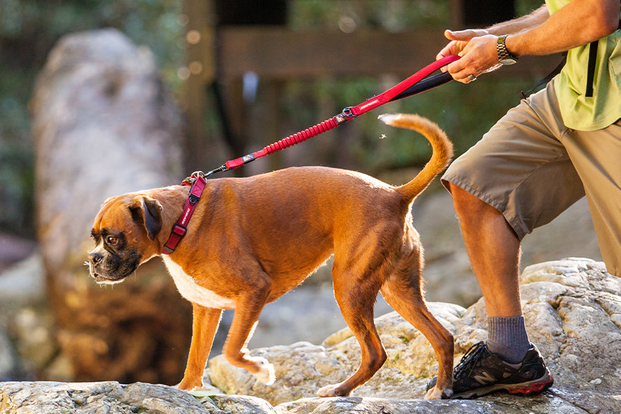 A person is walking a dog with a red leash in a natural environment.