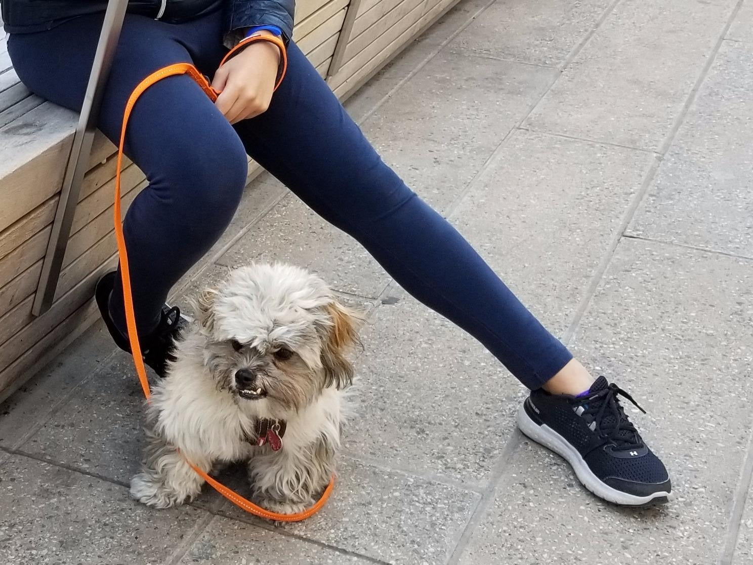 Person sitting on a bench with a small dog on an orange leash