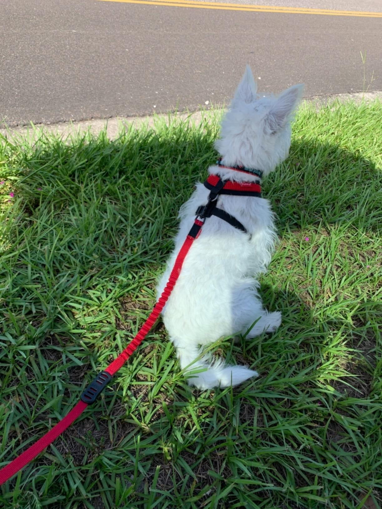 Small white dog on a red leash sitting on grass next to a road