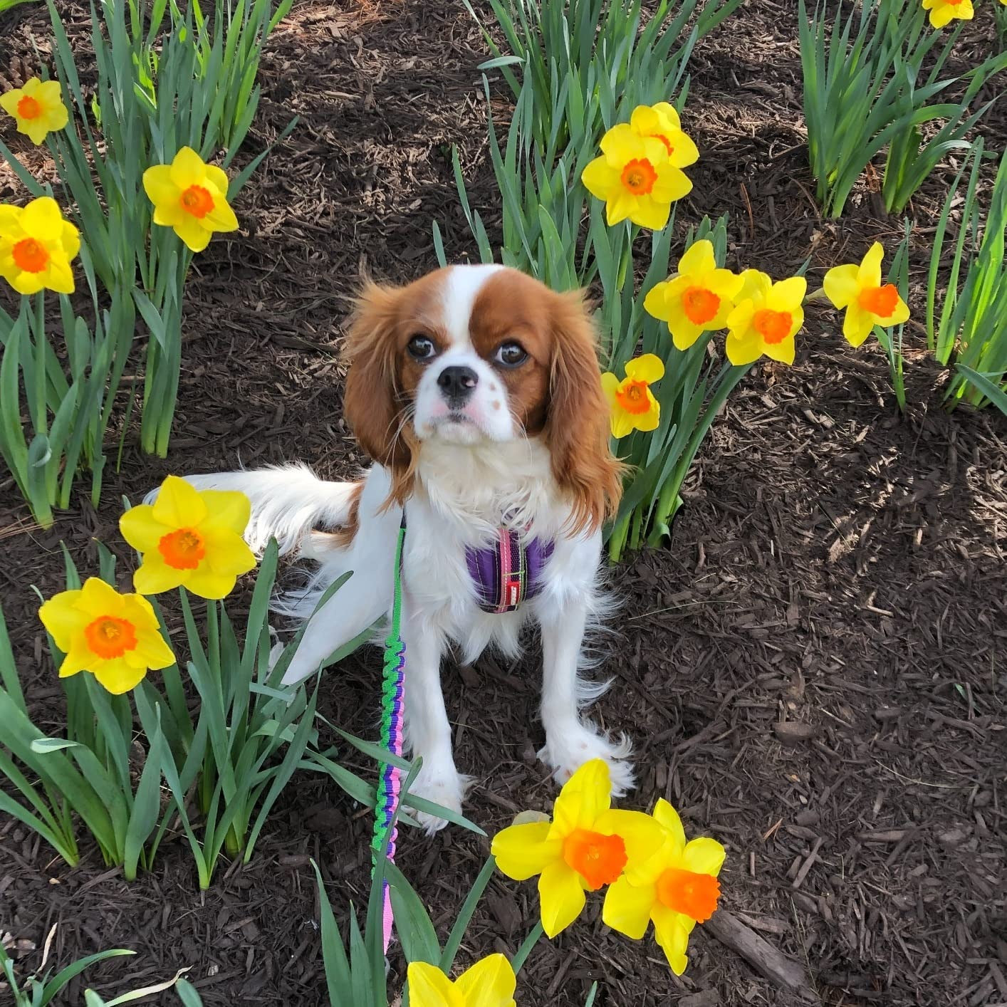 Dog standing among yellow daffodils in a garden