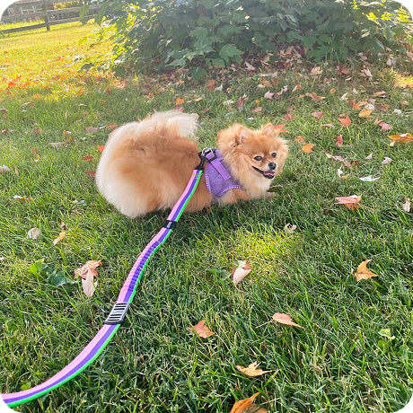 Small dog on a grassy area with a colorful leash