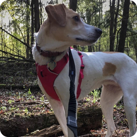 Dog wearing a red harness in a forest setting