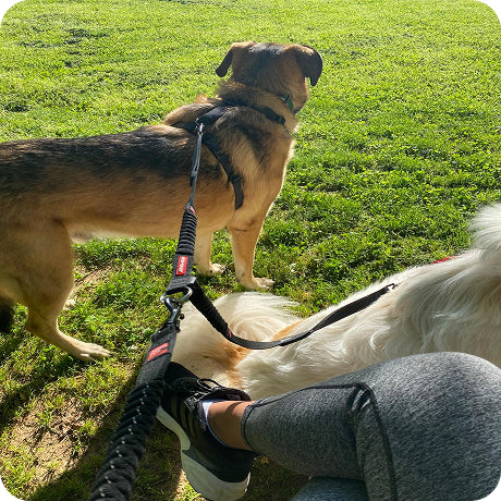 Two dogs on a leash with a person sitting on grass