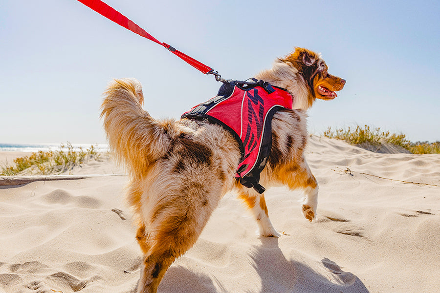 Dog on a red leash wearing a red life jacket and walking at the beach