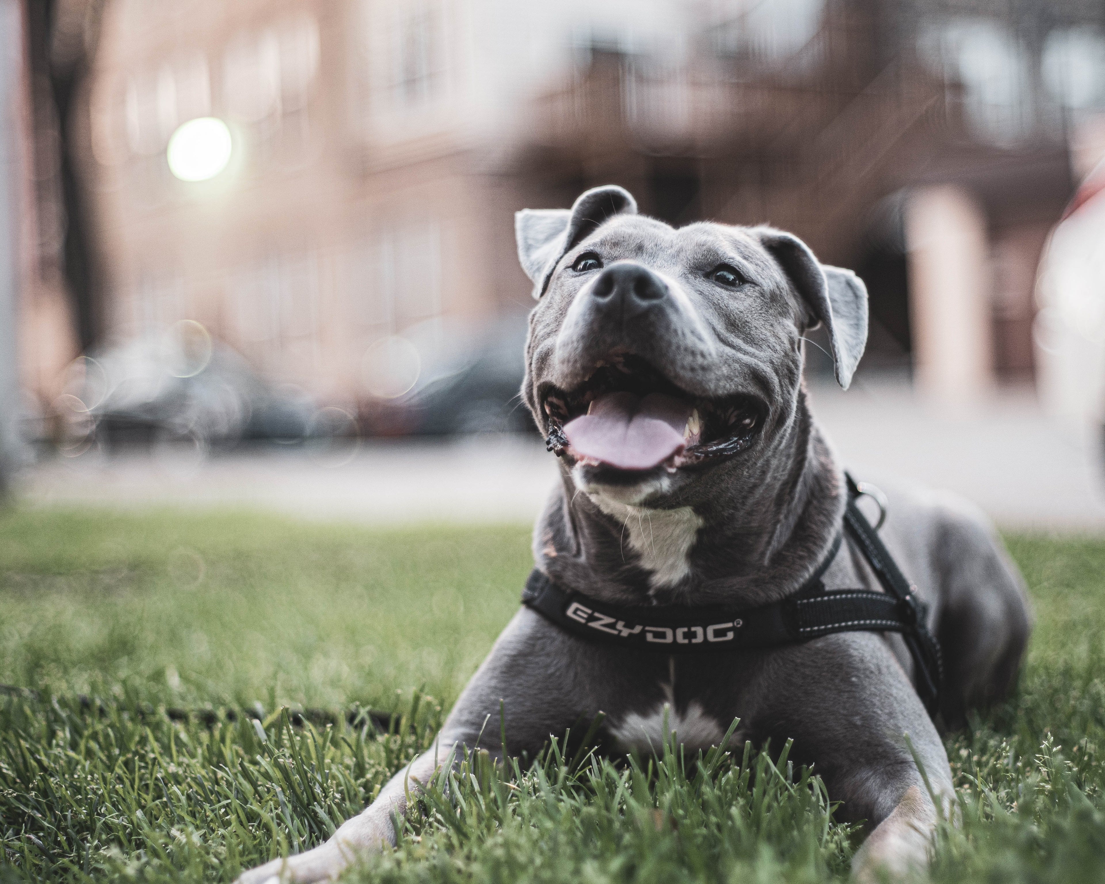 Dog wearing an EzyDog harness lying on grass with a blurred background