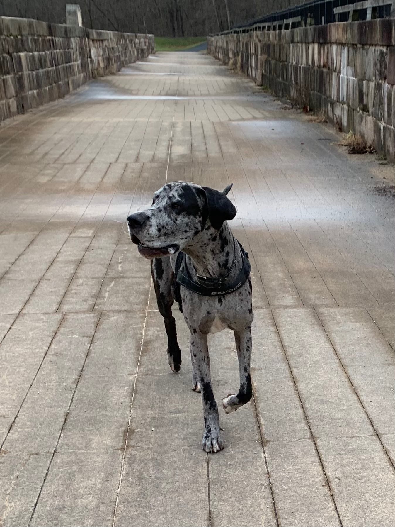 Dog standing on a stone pathway with stone walls and grass in the background
