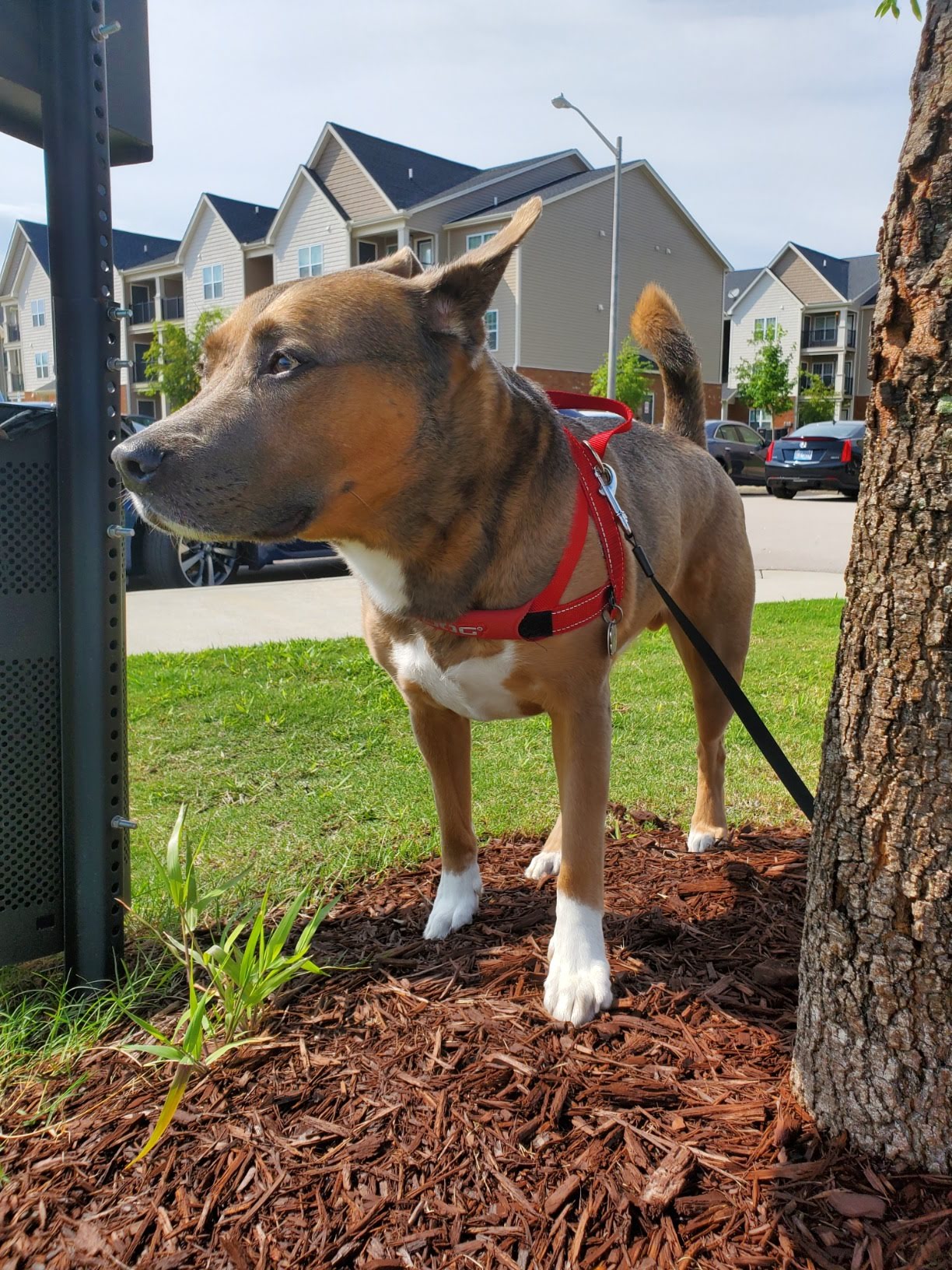 Dog on a leash standing near a tree in a residential area
