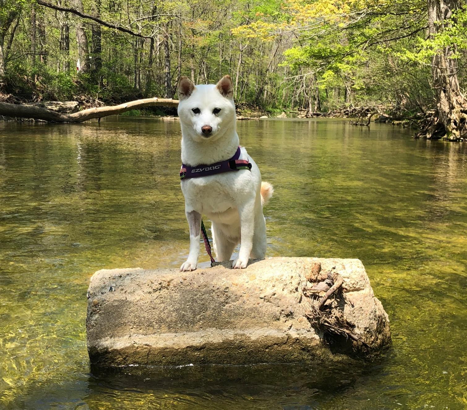 White dog on a rock in a forest stream