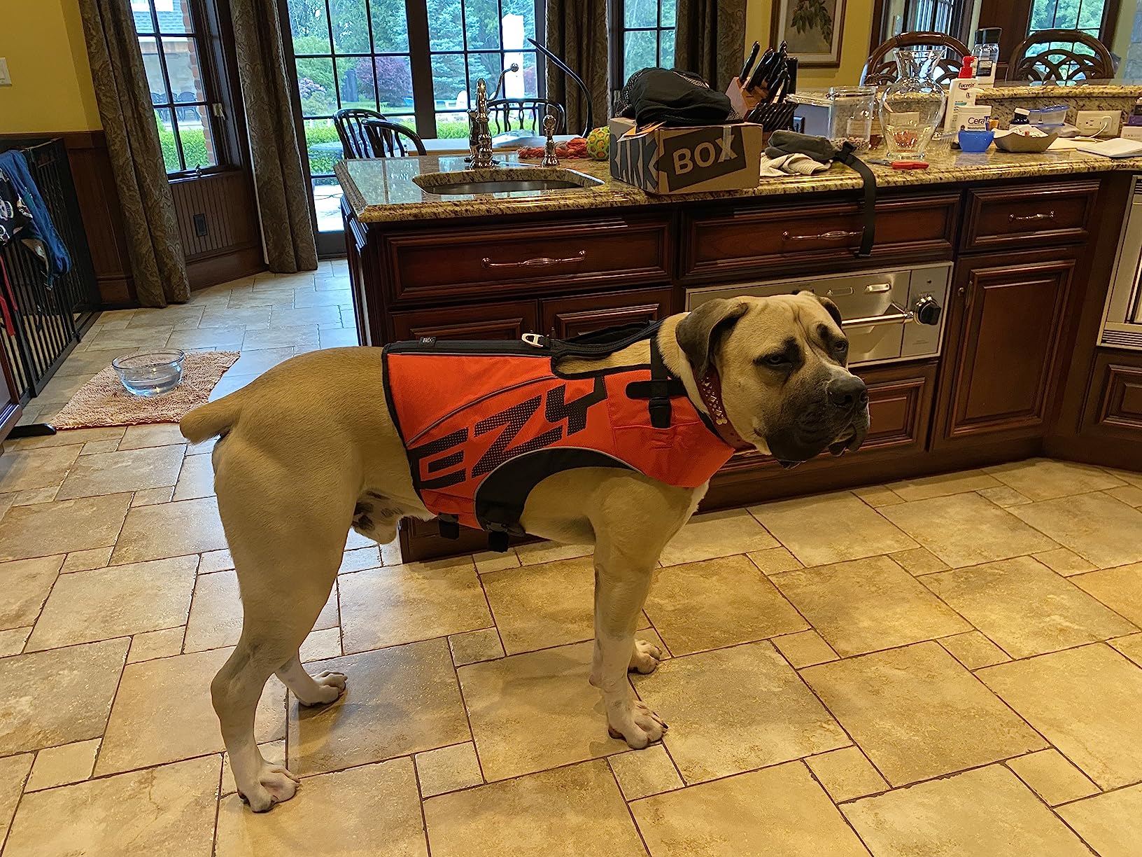 Dog wearing an orange vest in a kitchen