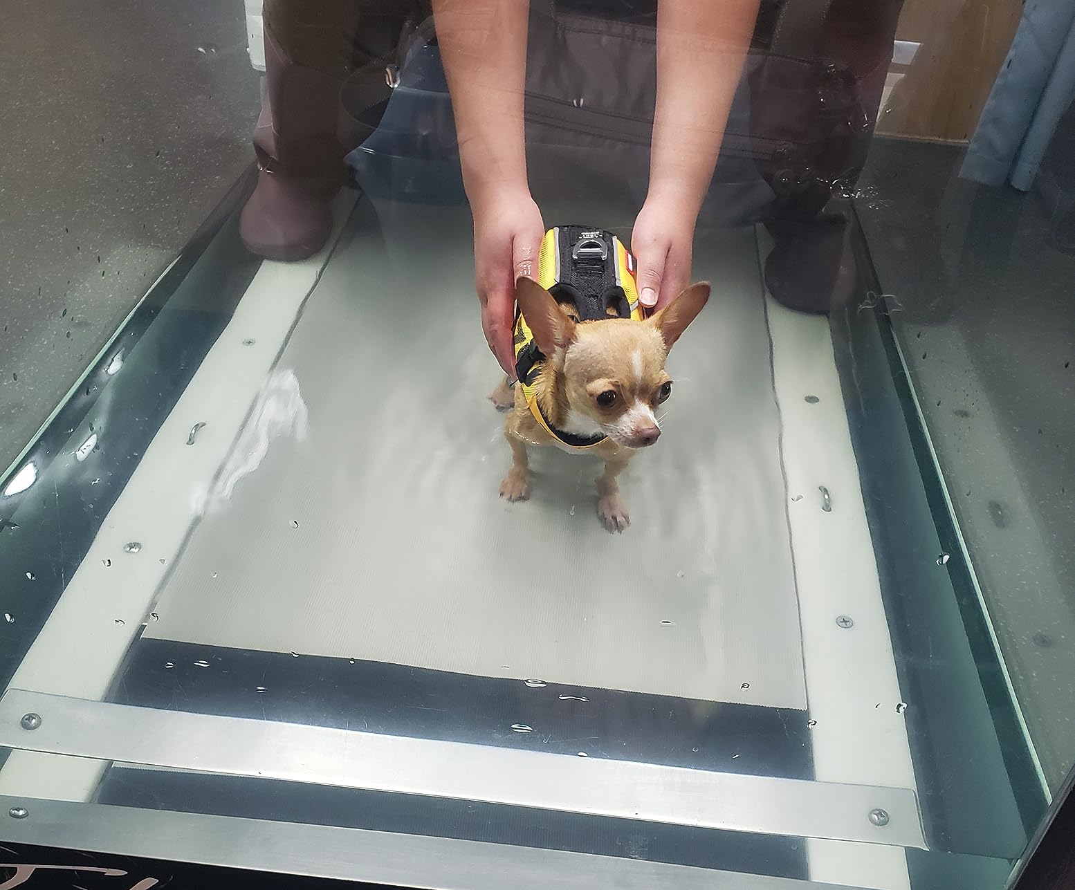Small dog on a metal scale with a person holding its leash