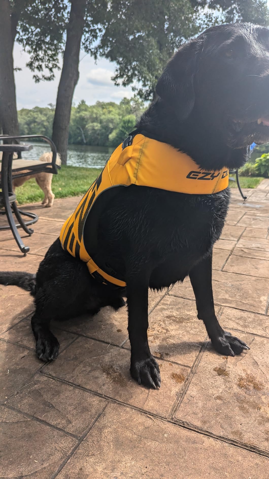 Black dog wearing a yellow life jacket on a patio