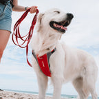 X-Link™ Dog Harness
