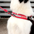 UpFront™ Leash Attachment