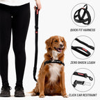 Dog wearing a harness with a leash, standing next to a person, on a white background.