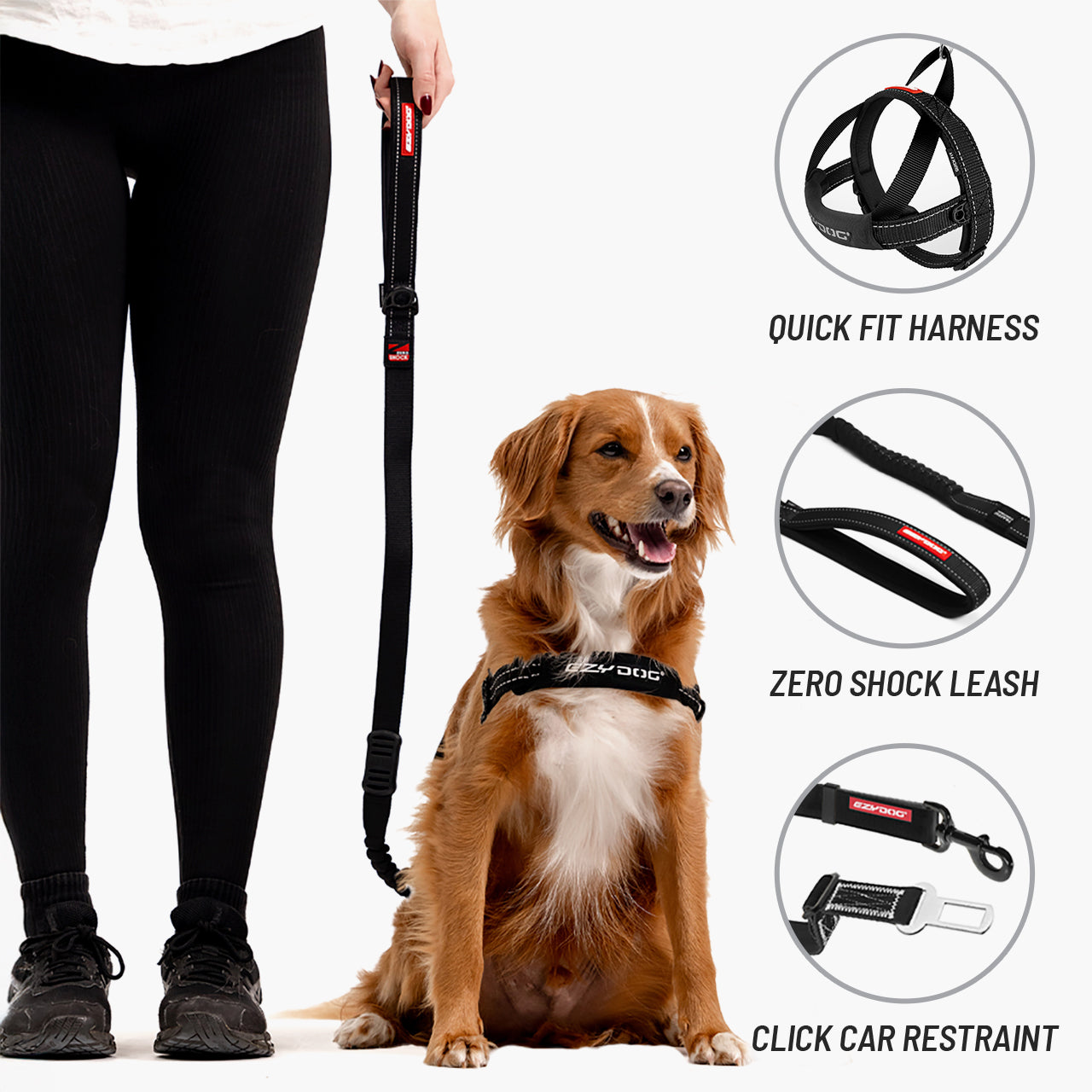 Dog wearing a harness with a leash, standing next to a person, on a white background.