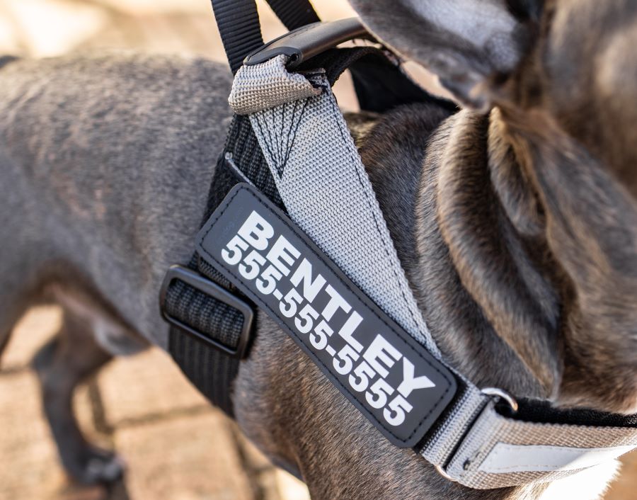 Dog harness with custom name and phone number