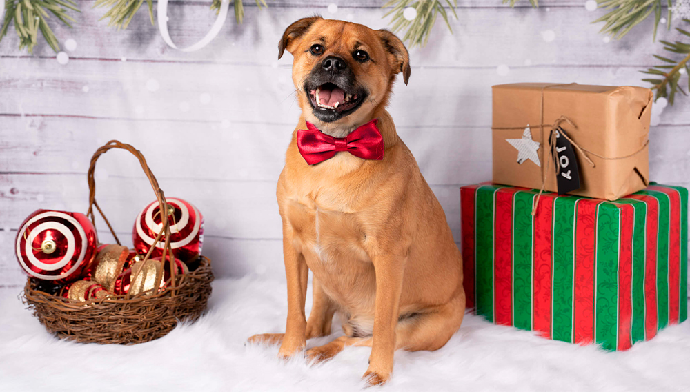 cute dog itting next to holiday gifts