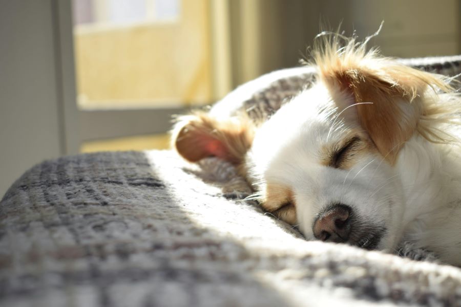 Cozy Dog Napping