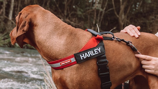 Dog with custom name badge on Express Harness