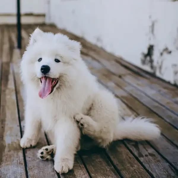 A realistic and charming illustration of a fluffy Samoyed dog with a thick, dense, and soft double coat, smiling cheerfully with friendly eyes.