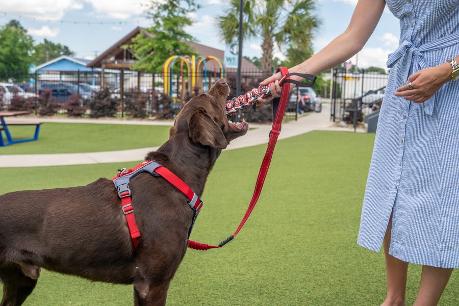 Person introducing their dog to a new toy