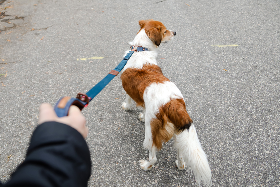 Dog Walking With Collar and Leash